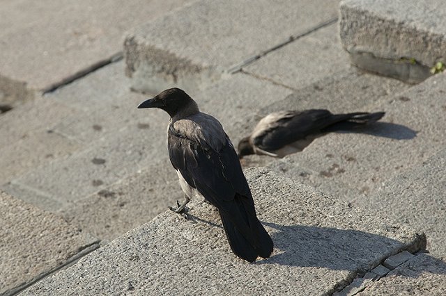 Росстат опроверг информацию о штрафах за отказ от участия в переписи