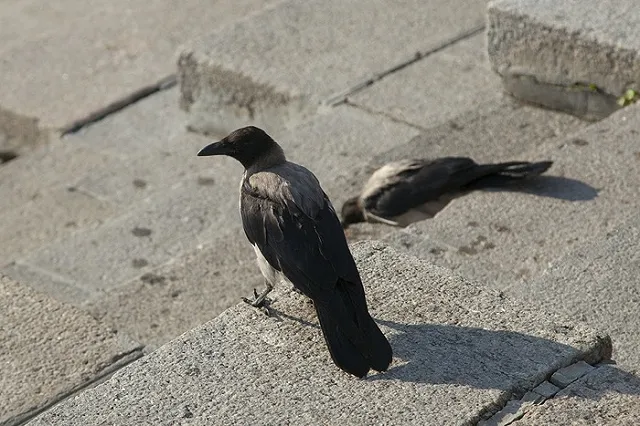 Росстат опроверг информацию о штрафах за отказ от участия в переписи