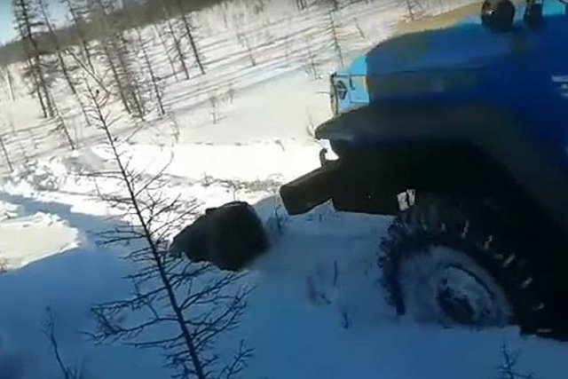 В Якутии вахтовики двумя «Уралами» раздавили медведя и добили его ломами