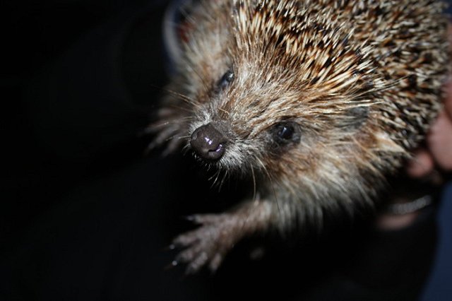Ежика, ставшего оружием в драке челябинских школьников, отпустили на свободу