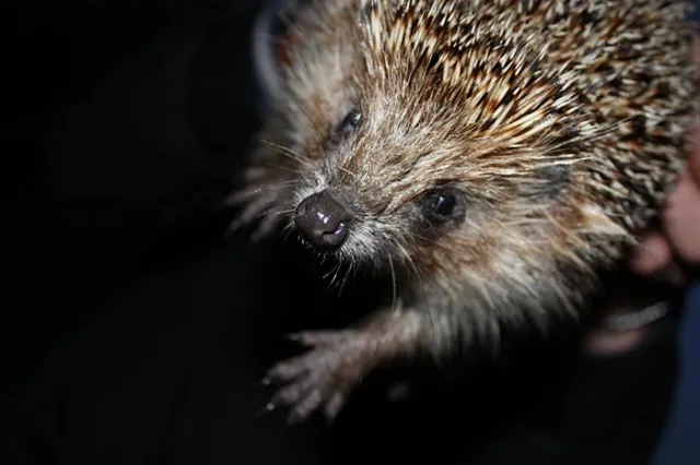Ежика, ставшего оружием в драке челябинских школьников, отпустили на свободу