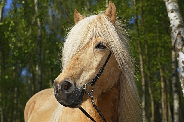 Заметавший следы изнасилования кобылы житель Башкортостана сжег ферму
