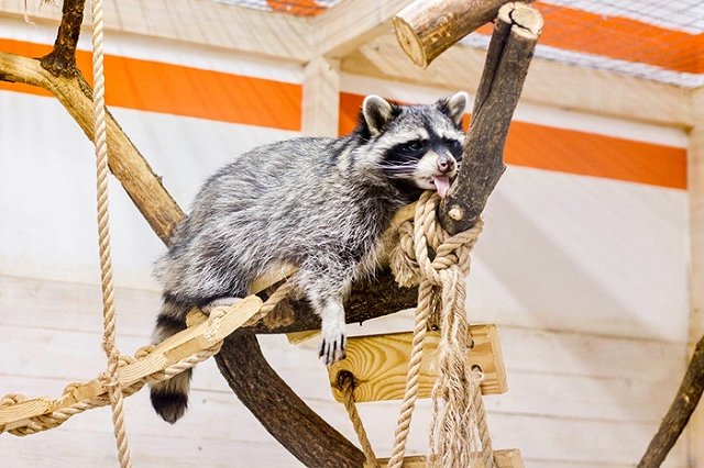 В контактном зоопарке Уфы пострадал годовалый ребенок