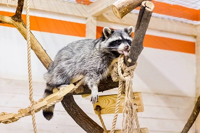 В контактном зоопарке Уфы пострадал годовалый ребенок