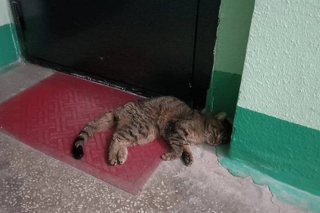 Петиция с требованием возбудить уголовное дело после изнасилования кошки появилась на Change.org