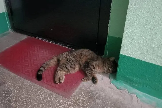 Петиция с требованием возбудить уголовное дело после изнасилования кошки появилась на Change.org