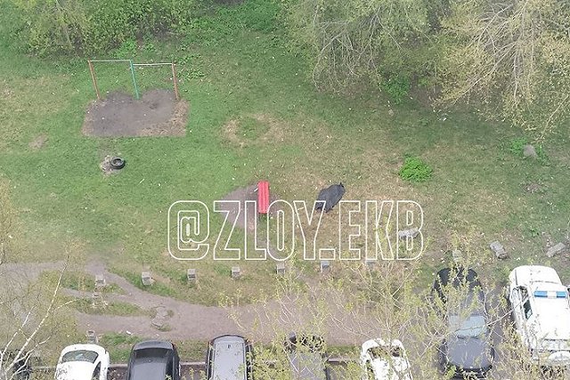 На пустыре между домами по улице Крауля в Екатеринбурге обнаружили труп