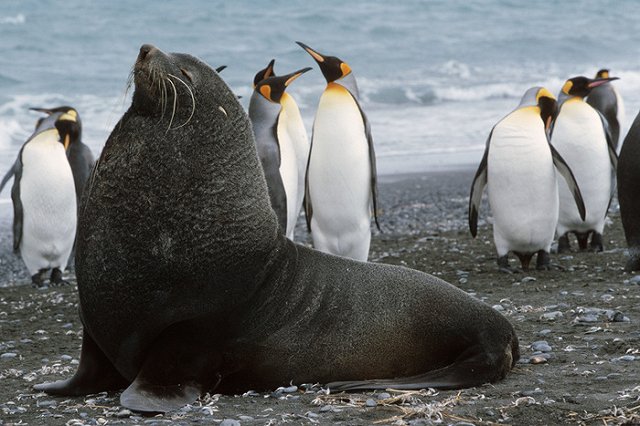 В Антарктике создадут крупнейший в мире морской заповедник