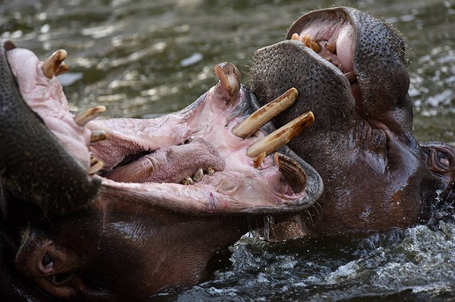 Приговоренный к обязательным работам предпочел колонию «какашкам бегемота»