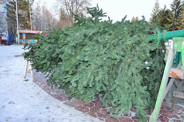В ЦПКиО начали устанавливать большую елку