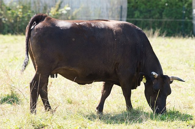 Суд вернул в прокуратуру дело фермера, купившего GPS для слежки за коровой