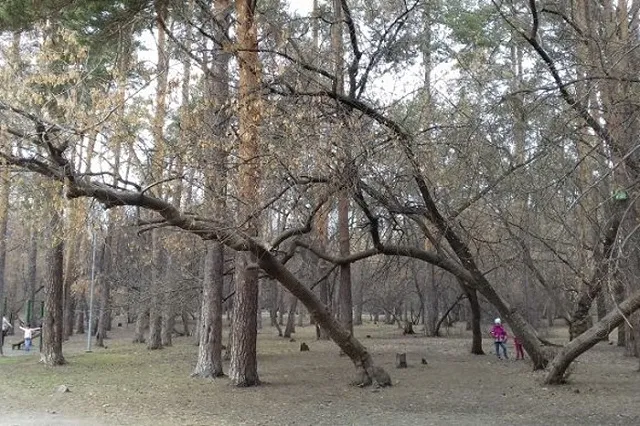 Московская компания потребовала отменить конкурс на реконструкцию Зеленой Рощи