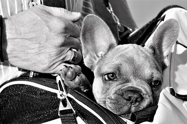 В России отказались упрощать правила перевозки животных в самолетах