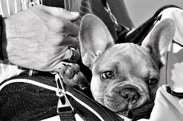 В России отказались упрощать правила перевозки животных в самолетах