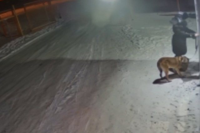 На Урале хозяйка привязала старого пса к двери ветклиники с просьбой усыпить — видео