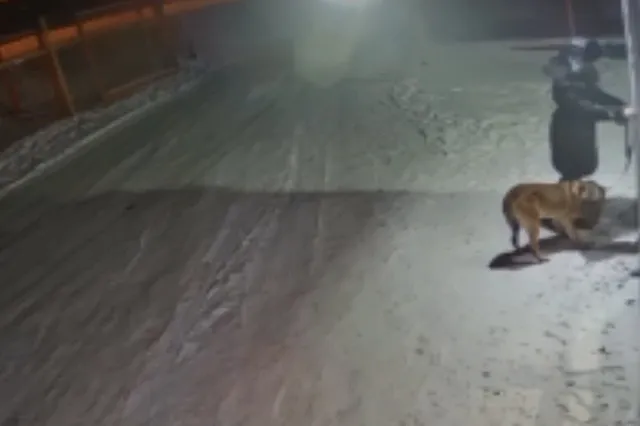 На Урале хозяйка привязала старого пса к двери ветклиники с просьбой усыпить — видео