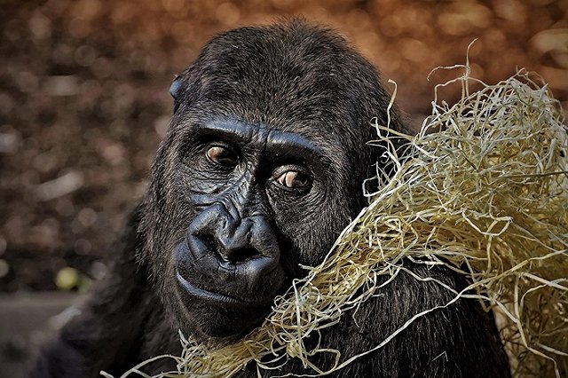 Екатеринбургских обезьян отправили в зимние вольеры