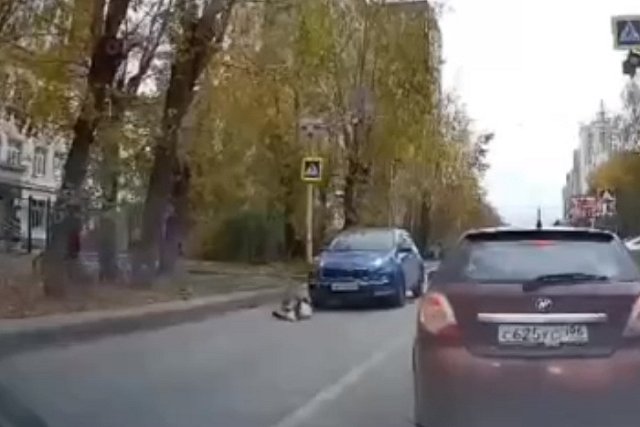 Сотрудники ГИБДД нашли женщину, сбившую 9-летнюю школьницу во Втузгородке и уехавшую с места ДТП