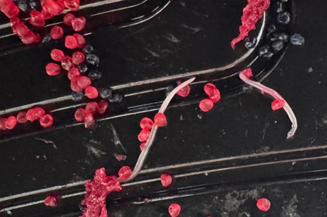 В Академическом екатеринбурженке привезли червей в роллах премиальной доставки