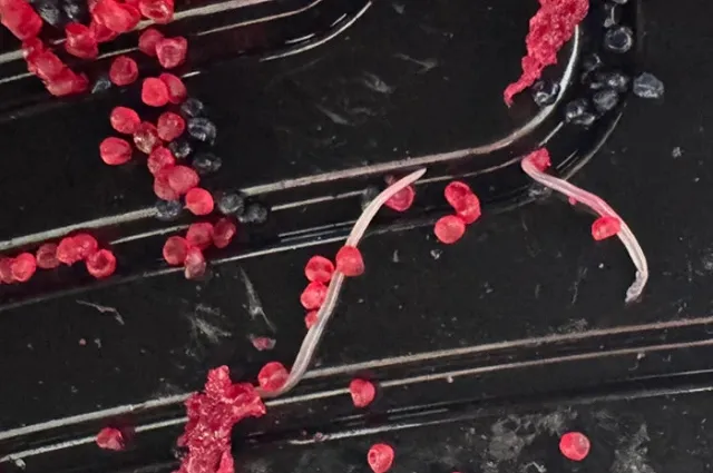 В Академическом екатеринбурженке привезли червей в роллах премиальной доставки