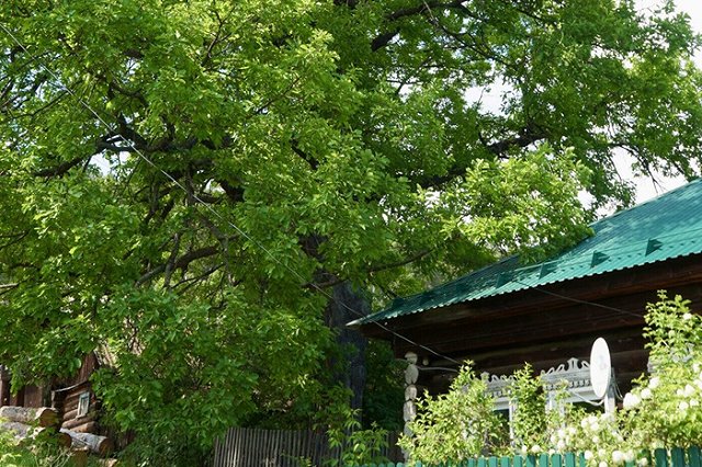 Дуб из Свердловской области может стать лучшим в России