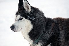 На Ямале душегуб расстрелял двух лаек, ожидавших потомство