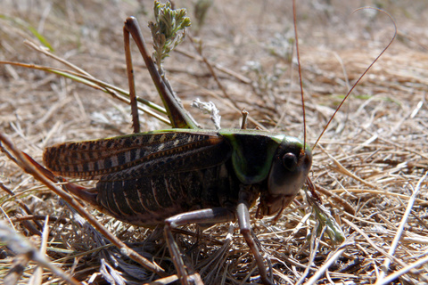 Режим ЧС из-за саранчи введен в одном из районов Челябинской области