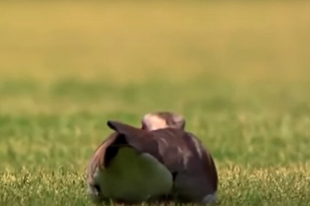 Матч был прерван: птица отложила яйцо на футбольном поле прямо во время игры