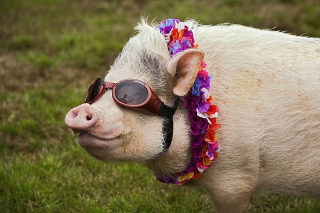 В Екатеринбурге минипиг терроризировал своих хозяев