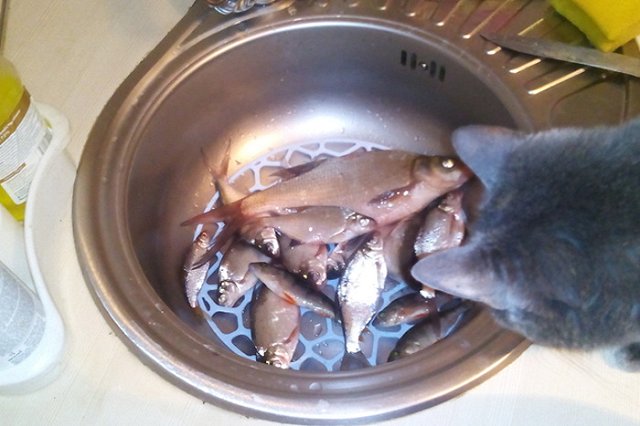 Российскую туристку задержали в Таиланде за кормление рыб