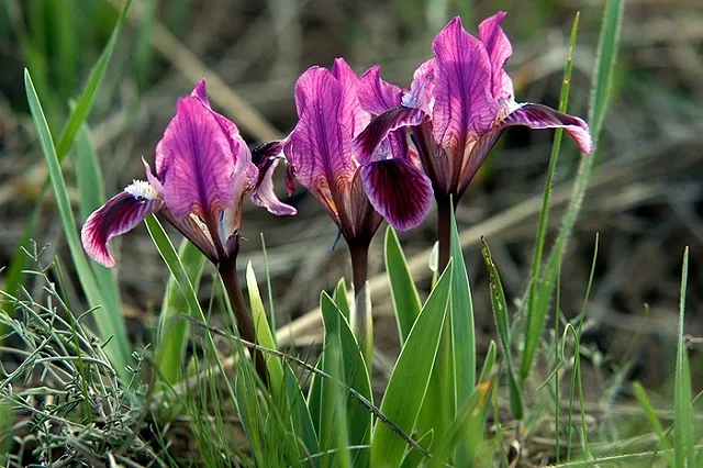 Садоводам на заметку