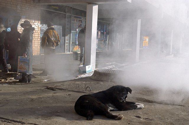 На собак, которые искусали девочку у ботанического сада, поступало уже семь заявок