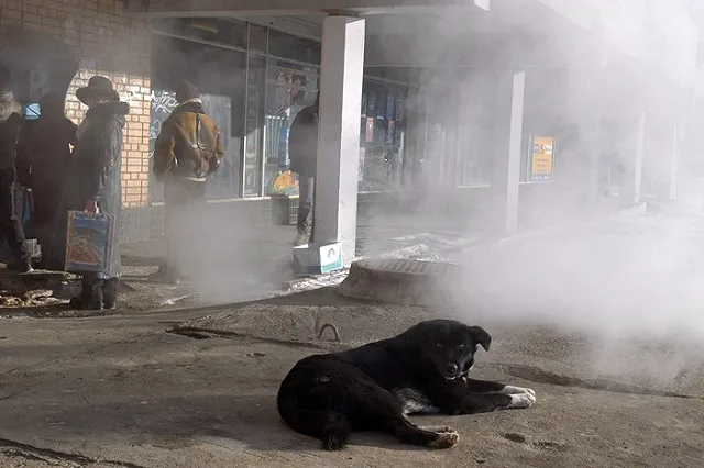 На собак, которые искусали девочку у ботанического сада, поступало уже семь заявок