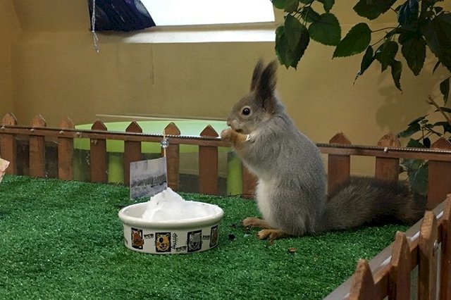 Белка предсказала Екатеринбургу позднюю весну