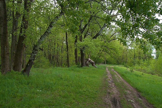 За «Инстаграмом» дерева следят более 17 тысяч человек