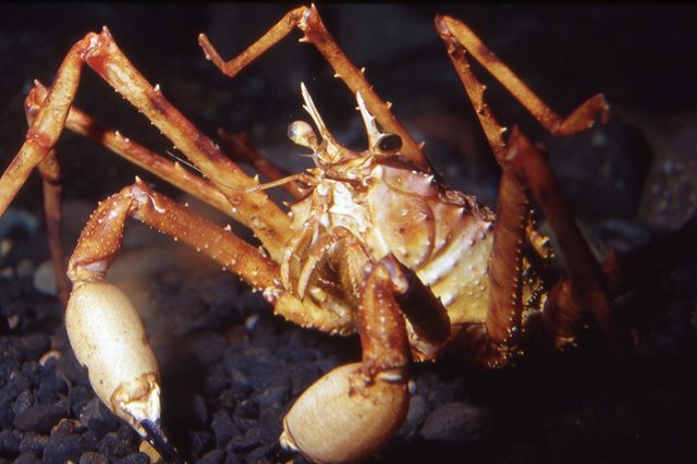 Буддийские монахи выкупили и отпустили 270 килограммов лобстеров