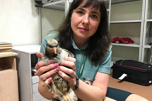 Кольцовские таможенники не пустили в Екатеринбург куропатку из Таджикистана