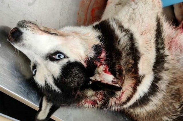 Прострелены голова, грудь и живот: волонтеры из Екатеринбурга спасают хаски с тремя пулевыми ранения