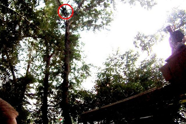 В Екатеринбурге с дерева сняли мужчину: он «спасал» дочь президента