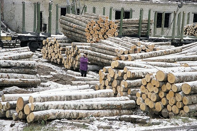 Власти объявили войну черным лесорубам