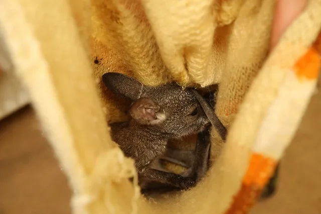 У детеныша кенгуру в Екатеринбургском зоопарке появилось имя