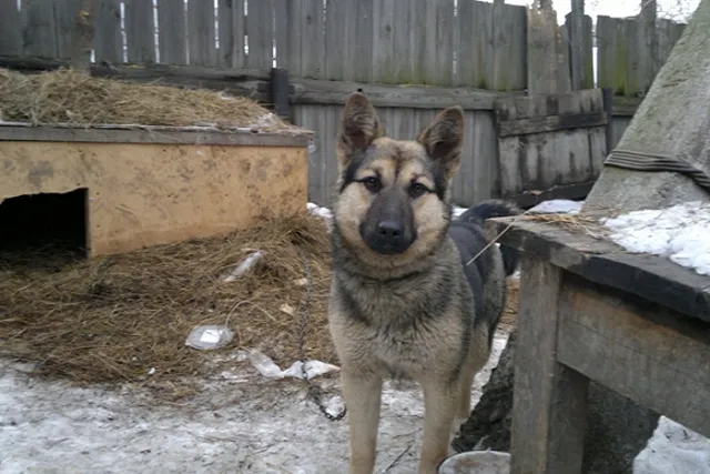 Домашним и сельхозживотным в России с 2018 года дадут уникальные номера