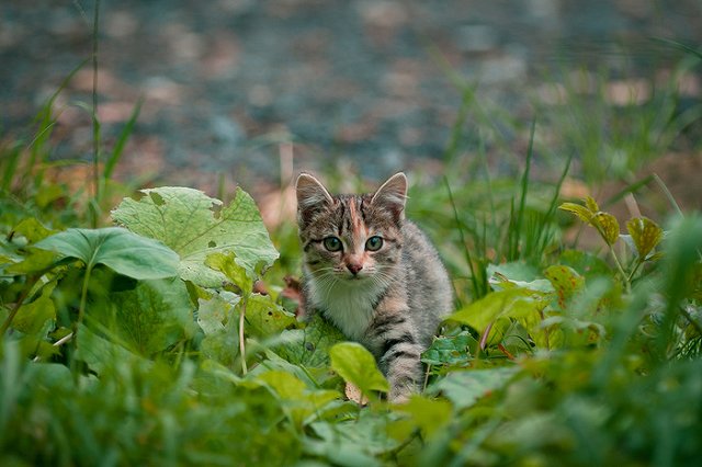 Жителю Челябинска, выбросившему двух котов с девятого этажа, вынесли приговор