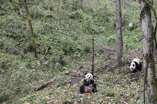 В Китае выращенный в заповеднике самец панды умер через два месяца на воле