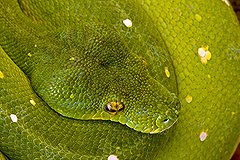 В Москве у женщины украли сумку из кожи зеленого питона