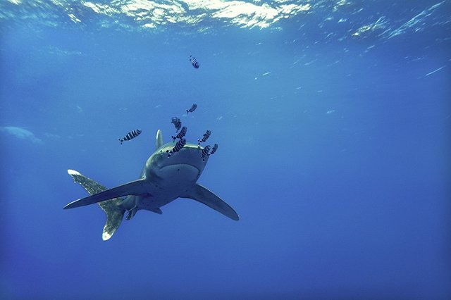 Российских туроператоров попросили предупреждать выезжающих в Египет об акулах