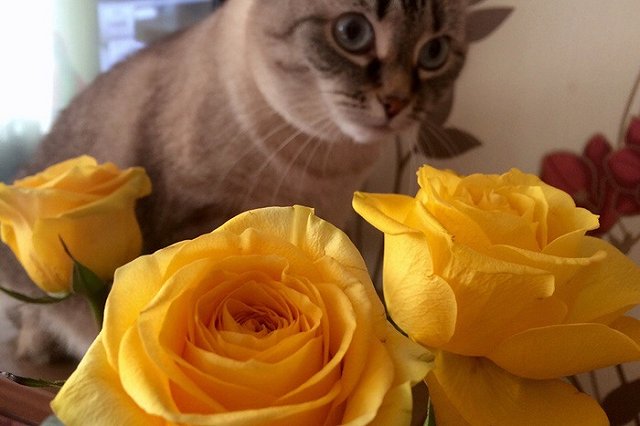 Сегодня в России отмечается День кошек