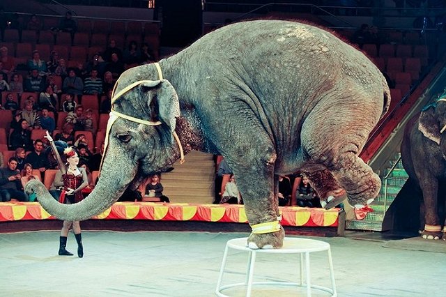 Екатеринбургский цирк собираются отремонтировать за 2,2 миллиарда рублей