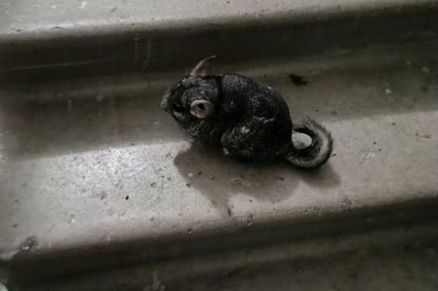 В Екатеринбурге спасли выброшенных в подъезд шиншилл