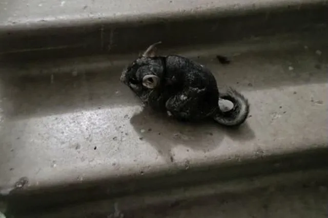 В Екатеринбурге спасли выброшенных в подъезд шиншилл